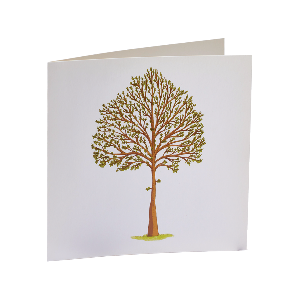 Illustration of a tree on a white background. Tree has brown trunk with branches that create a sphere at the top and have new growth leaves